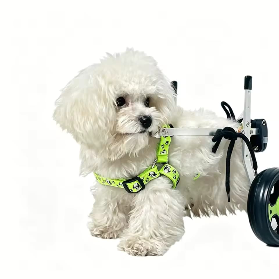 Silla de Ruedas para Perros con Discapacidad en las Patas Traseras