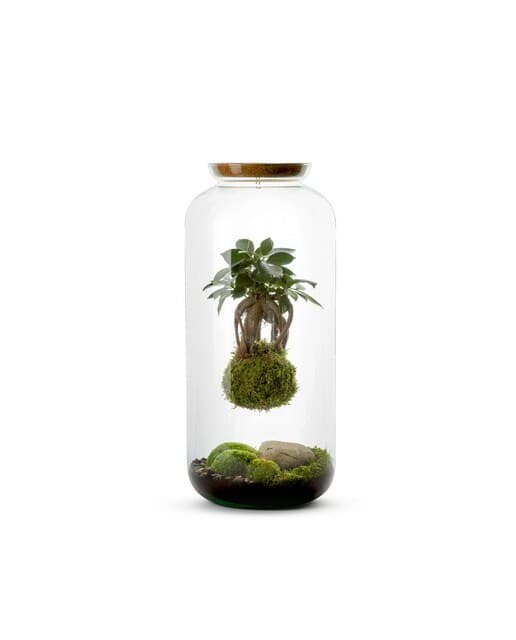 Terrario Autónomo Bonbonne Kokedama Naturalys 1 Kokedama Ginseng Suspendido